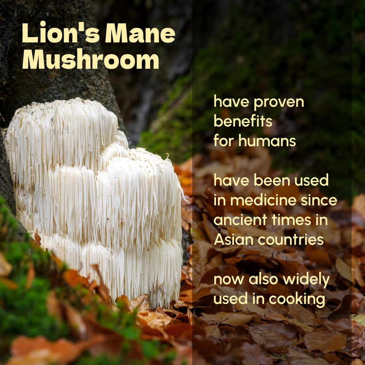 Beleon Goods For Life Lion's Mane Powder in a bowl