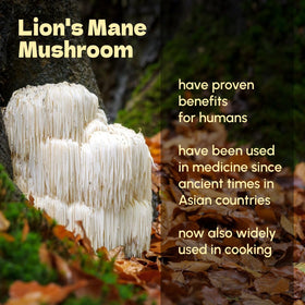 Beleon Goods For Life Lion's Mane Powder in a bowl