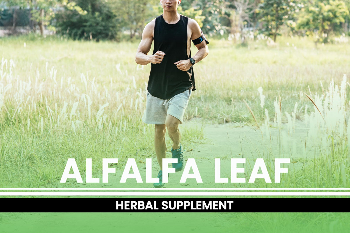 Close-up of PURE ORIGINAL INGREDIENTS Alfalfa Leaf Capsules showing capsule size