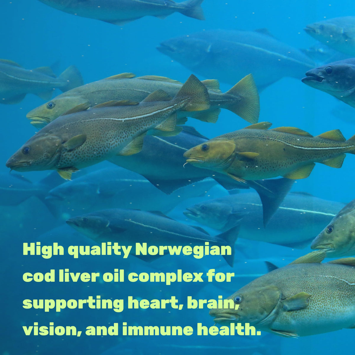 DEAL SUPPLEMENT Cod Liver Oil softgels dosage information