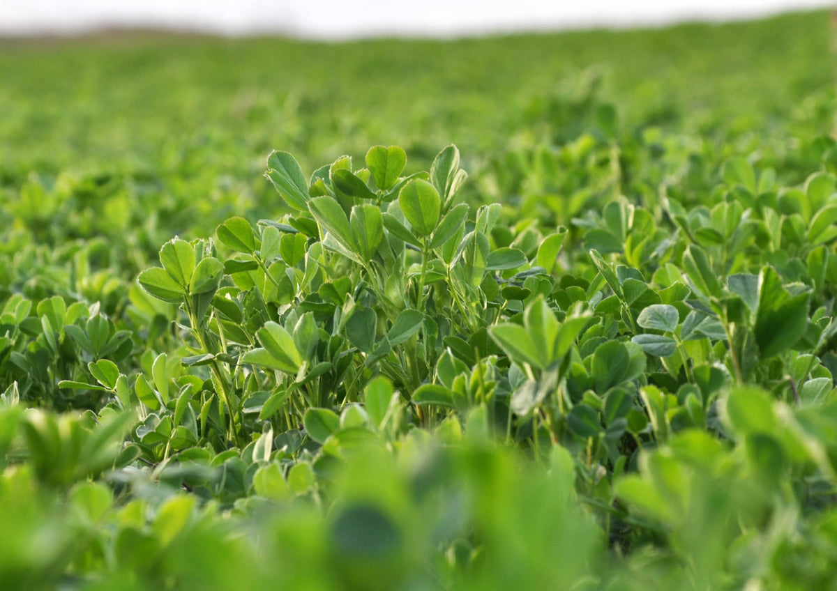 Food to Live Alfalfa Powder with fresh ingredients
