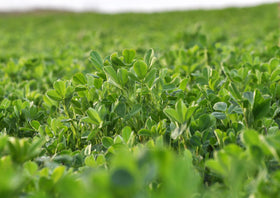 Food to Live Alfalfa Powder with fresh ingredients