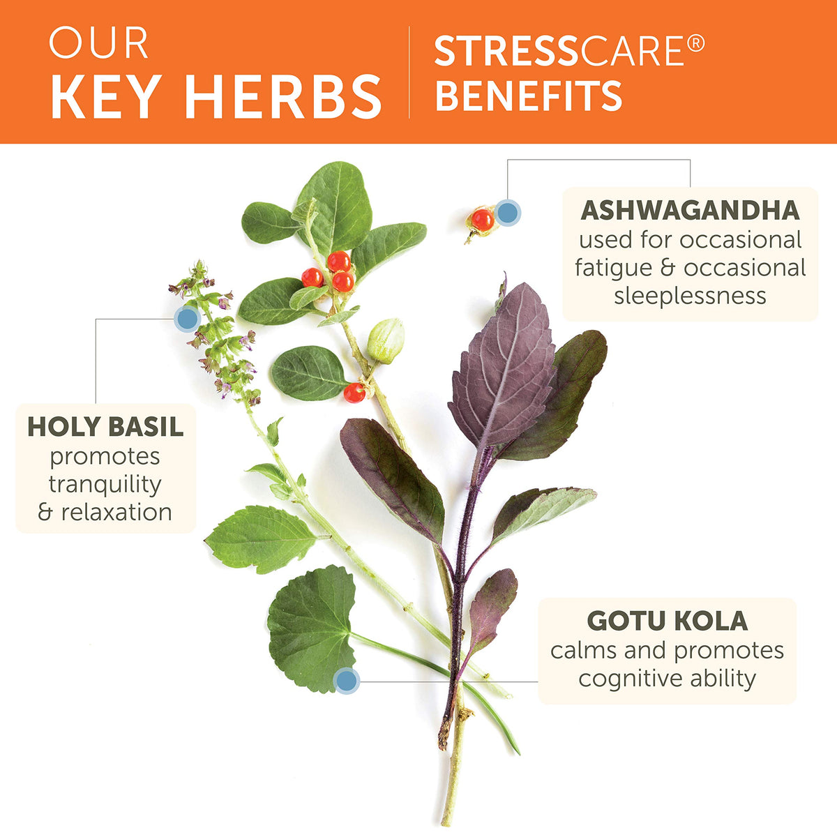Himalaya StressCare Herbal Supplement capsules close-up