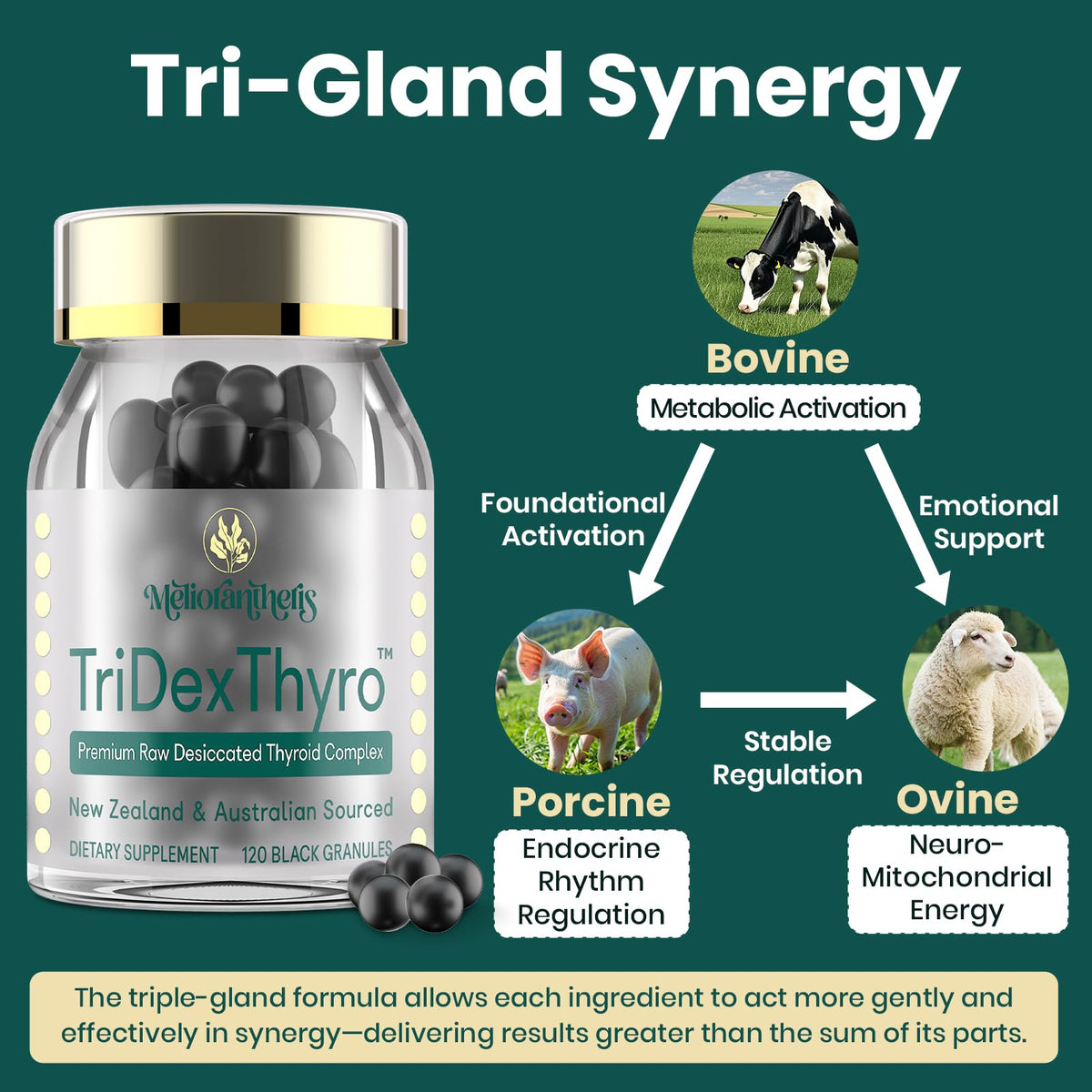Meliorantheris TriDexThyro™ nutritional information