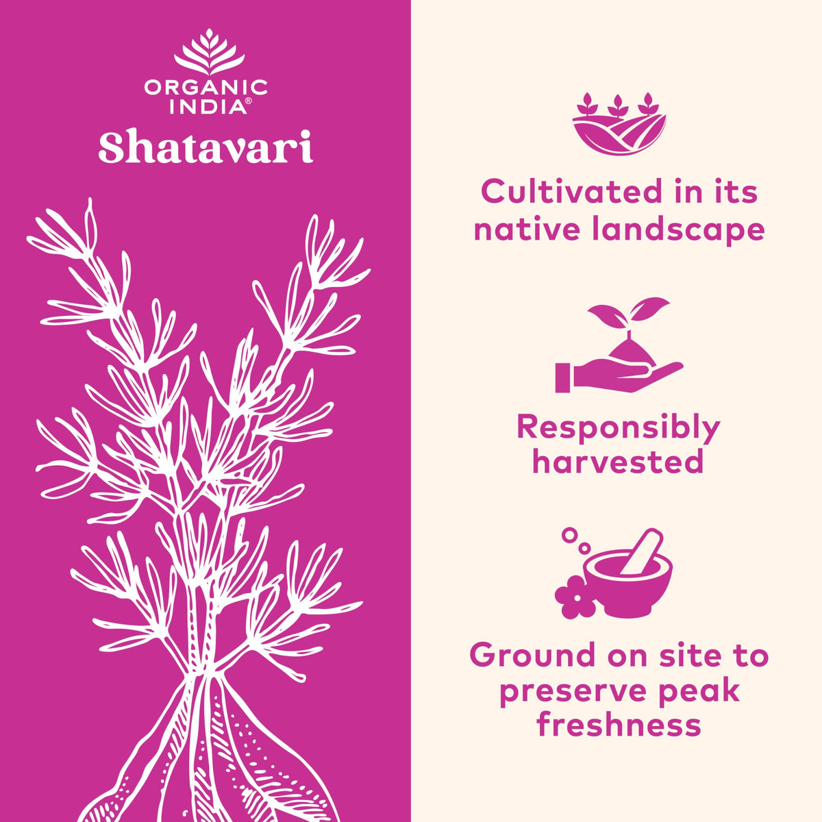 ORGANIC INDIA Shatavari Capsules on a wooden surface