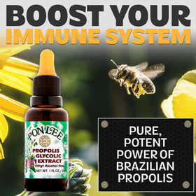 PONLEE Brazilian Green Bee Propolis Extract 30ML dropper bottle side view