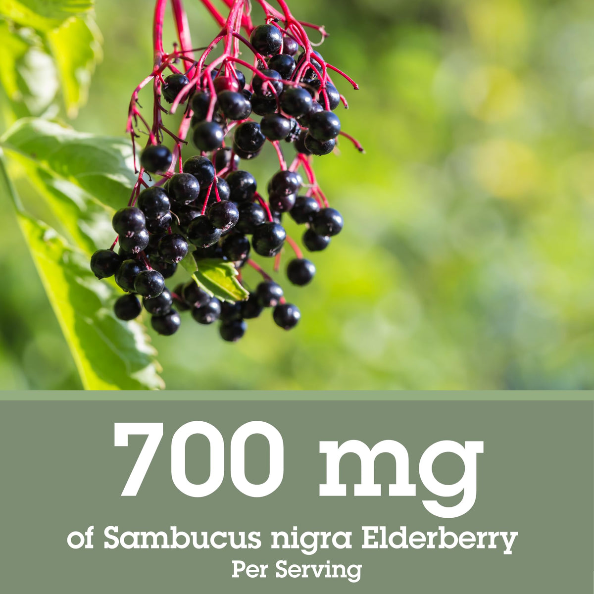 Quantum Elderberry Liquid Extract 700 mg side view