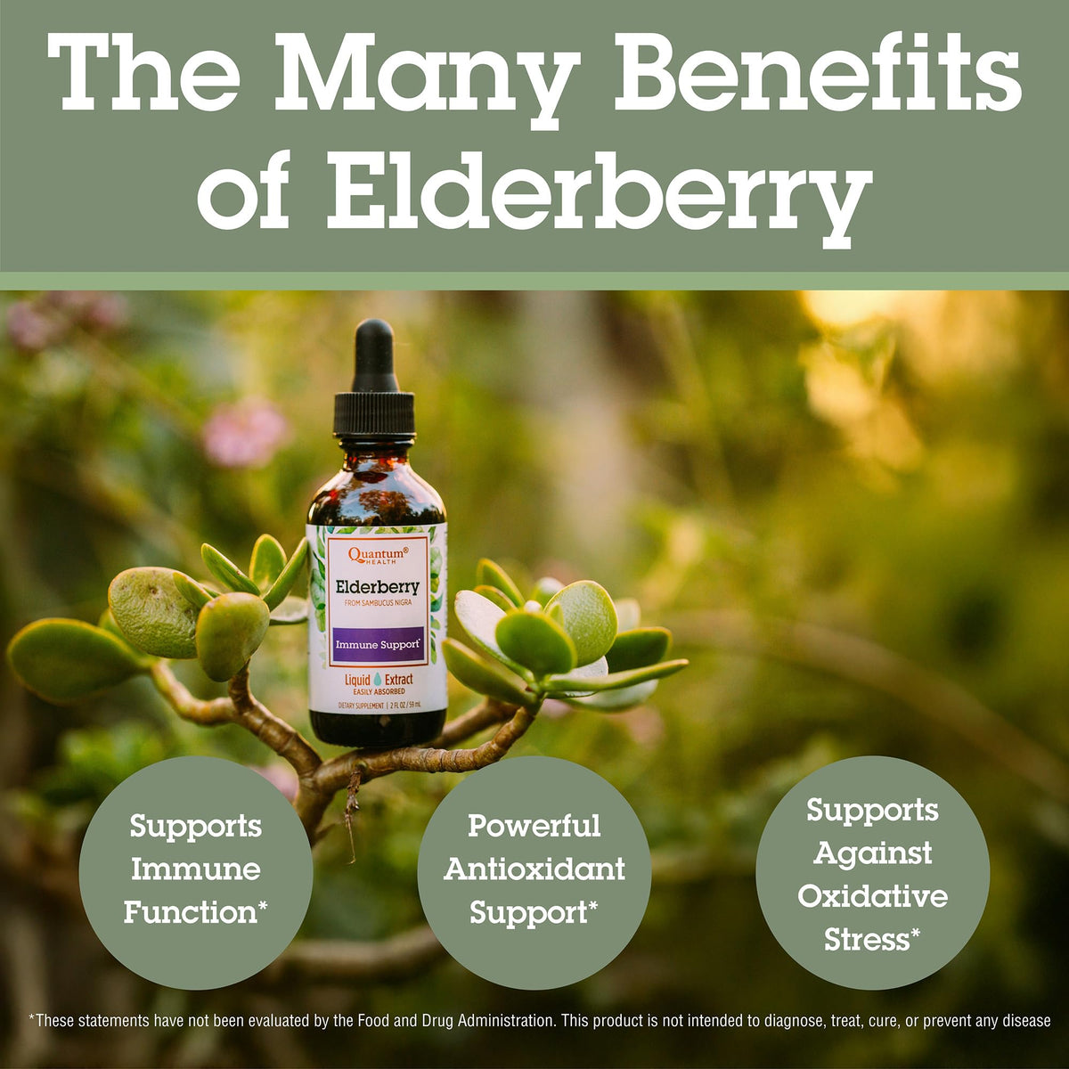 Quantum Elderberry Liquid Extract 700 mg with dropper