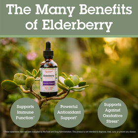Quantum Elderberry Liquid Extract 700 mg with dropper