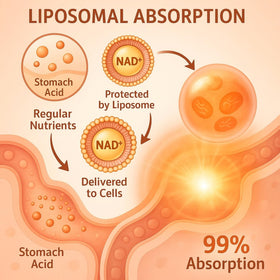 Rhameph LIGUSTERI Liposomal NAD+ 1500 MG softgels packaging