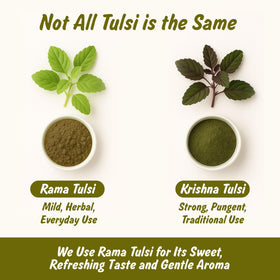 Spice Profile Organic Holy Basil Powder with fresh tulsi leaves