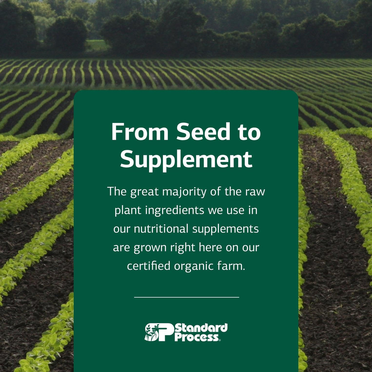 Standard Process Cataplex E 90 Tablets with a green plant background