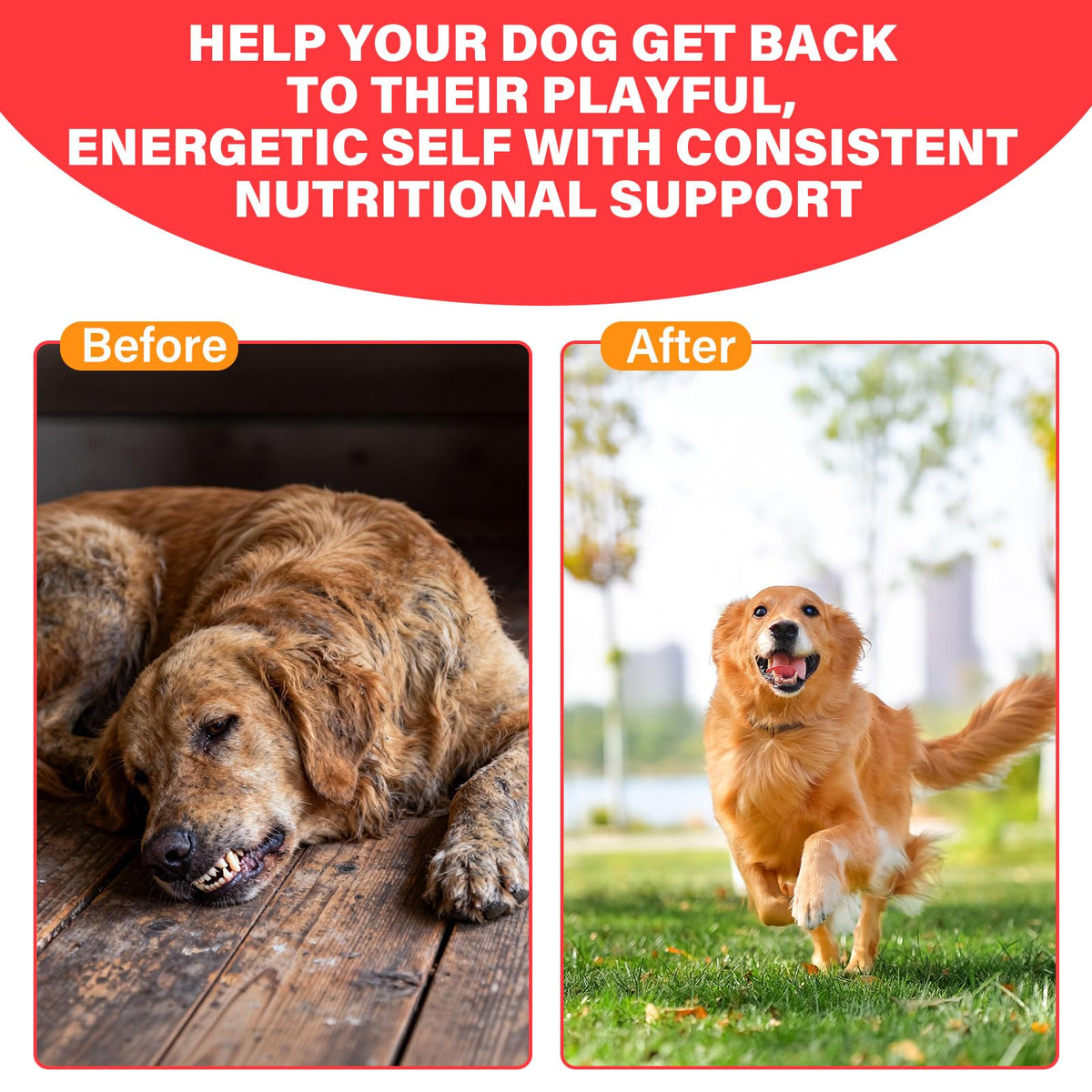 VivaElixir Iron Supplement for Dogs vet-formulated label